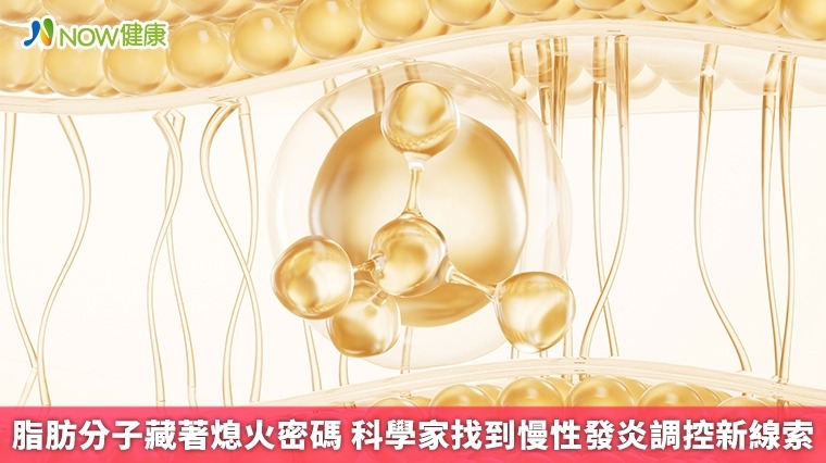 脂肪分子藏著熄火密碼 科學家找到慢性發炎調控新線索