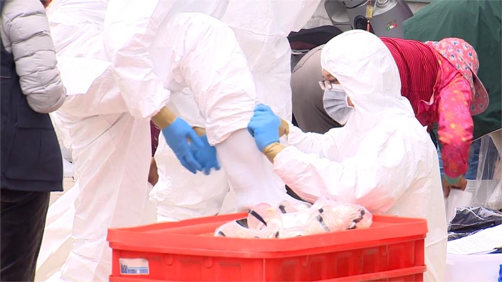 台中禽流感蛋雞場全面撲殺！　業者隱匿疫情恐重罰百萬