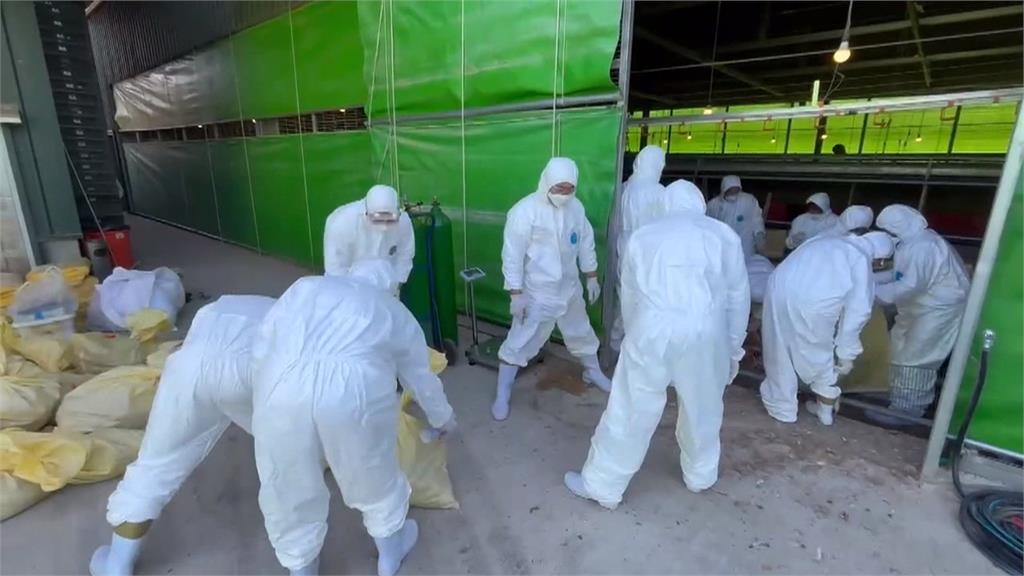 台中禽流感蛋雞場全面撲殺！　業者隱匿疫情恐重罰百萬