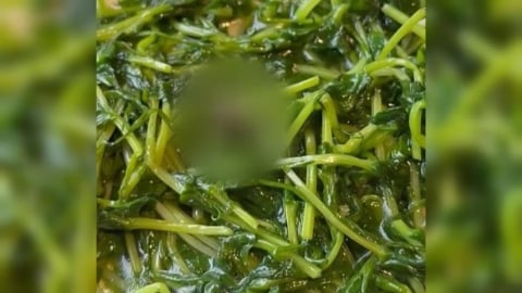 噁！東區港式餐廳吃到小強　業者致歉後竟問要不要「甜湯漱口」