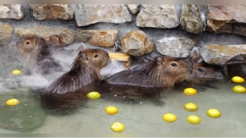 張美阿嬤農場三姊開撕！　怒轟「巨嬰弟」：只會情勒老母親