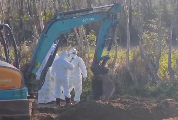 台中業者隱匿禽流感「雞屍偷丟苗栗」　盧秀燕：最重裁罰100萬元