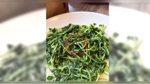 知名港點被爆青菜藏蟑螂屍噁心到客人　衛生局稽查：還有活的在爬