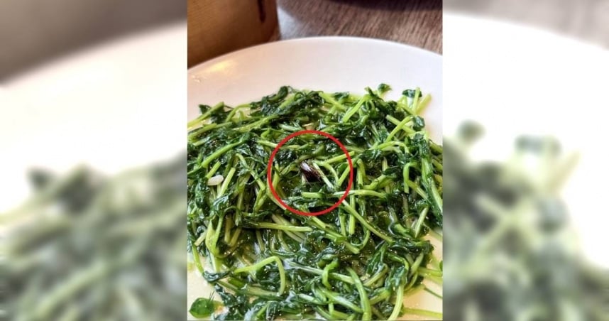 快新聞／知名港式餐廳「京星」餐點驚見「蟑螂屍」 北市衛生局現場稽查「又見小強」