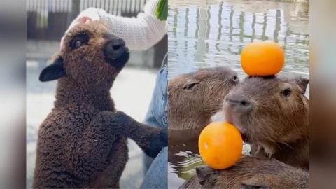 可愛動物投毒犯是「張美阿嬤農場」小兒子　粉專被灌爆怒切割：他是巨嬰