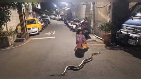 蘆洲街頭驚見超大球蟒！女童騎學步車「淡定繞過」　動保處：最重罰1.5萬