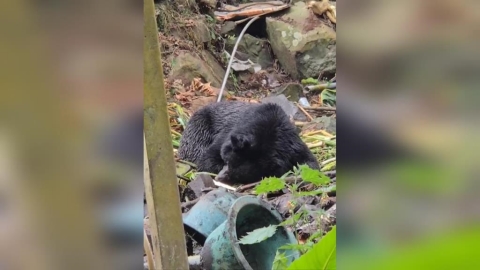 抓到了！阿里山工寮遭闖入　黑熊因蜂蜜成功誘捕