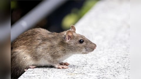 大安區爆今年首例漢他病毒!7旬翁發病8天喪命 逮出2陽性鼠