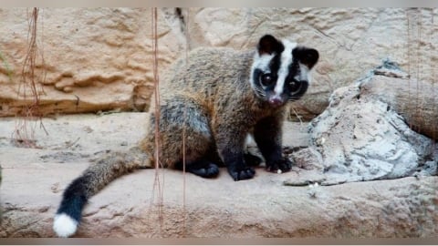 街頭驚見公然「肢解斷頭」白鼻心　新北動保處：最重可關2年