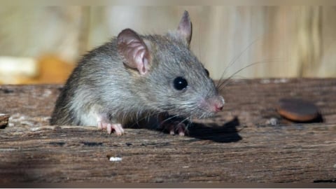 7旬翁染漢他病毒亡！　醫曝「致死率15%」：大掃除前要注意