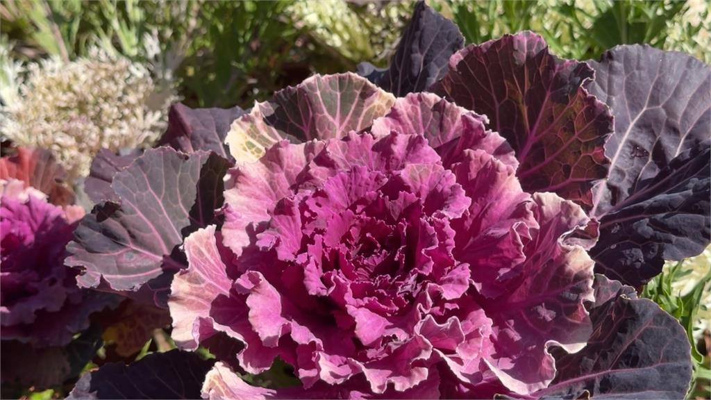 萬紫千紅！　南投杉林溪入冬變裝　「葉牡丹」竟與高麗菜有關？