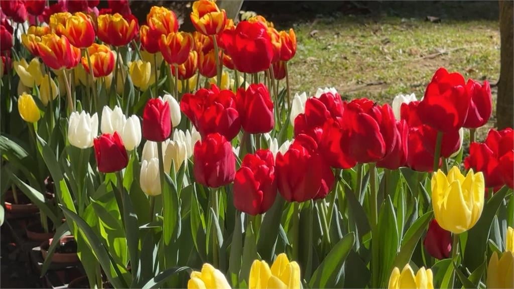 萬紫千紅！　南投杉林溪入冬變裝　「葉牡丹」竟與高麗菜有關？