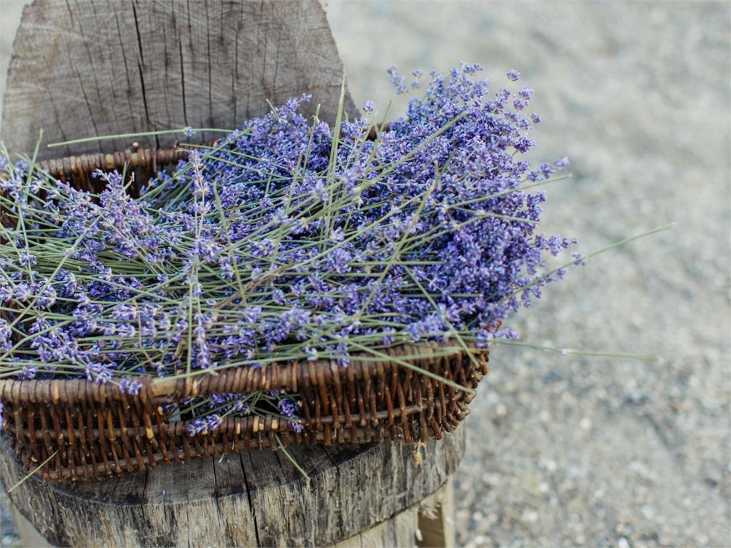 半夜又被蚊子吵醒！冬天連殺9隻還殺不完...專家教驅蚊「3攻略」