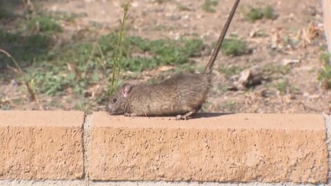 趕快大掃除！北市傳今年首例「漢他病毒」致死案　七旬翁「發病1週」不幸辭世