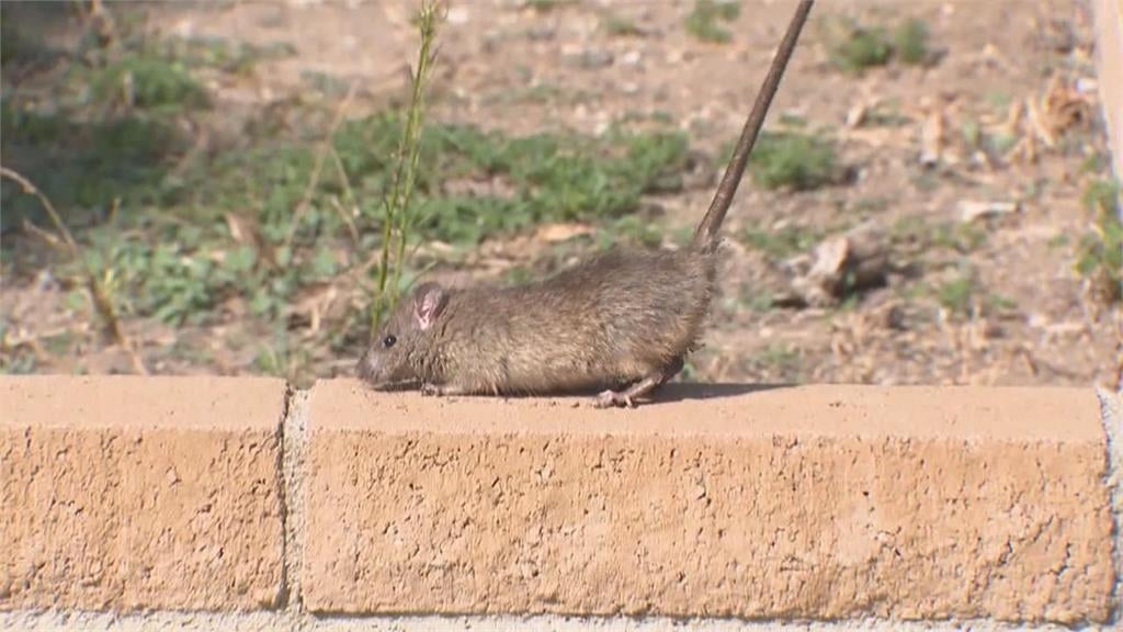 灣首例漢他病毒死亡案例…致死率曝光！醫揭恐怖症狀「非常難搞」：大掃除小心