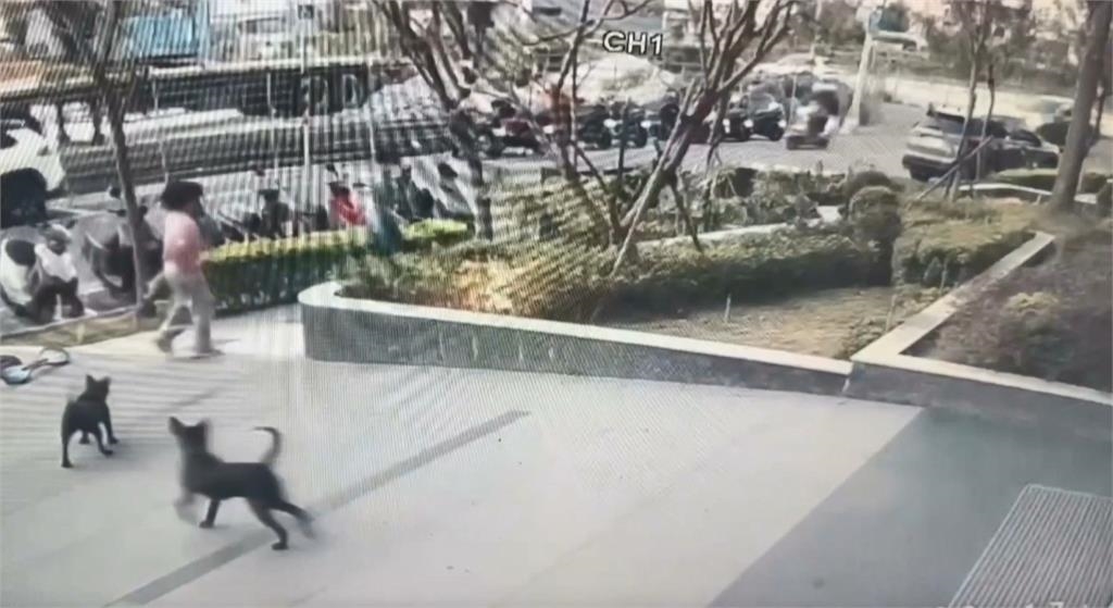 放任「黑狗群」吠叫追車！　高雄飼主遭勸導反威脅怒罵