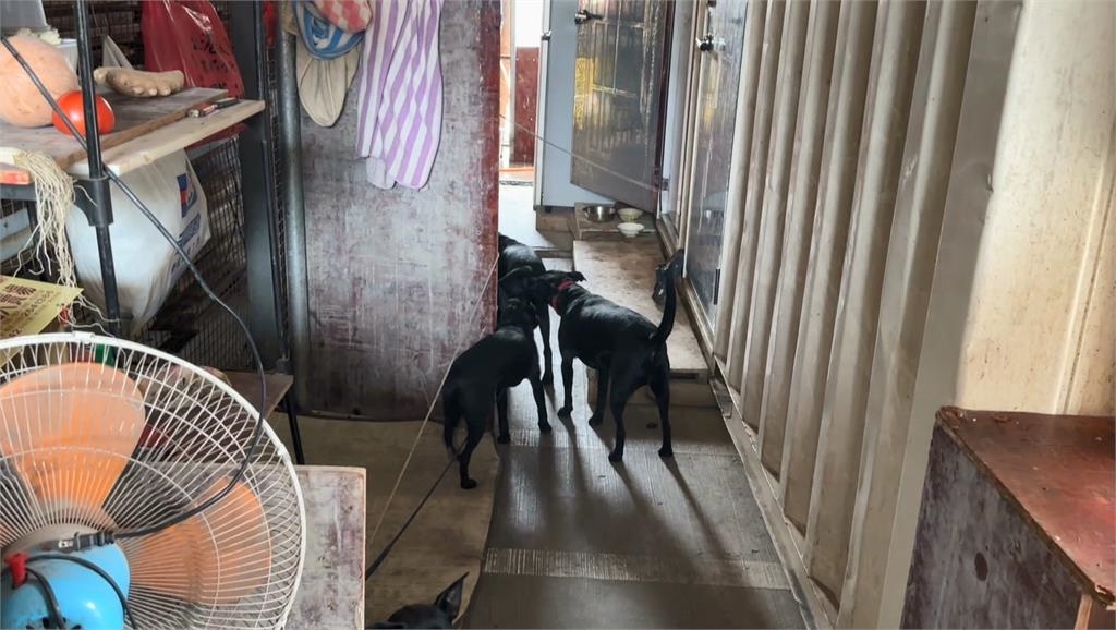 放任「黑狗群」吠叫追車！　高雄飼主遭勸導反威脅怒罵