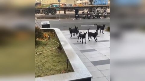 放任「黑狗群」吠叫追車! 高雄飼主遭勸導反威脅怒罵