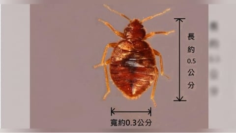 北車附近商旅爆「床蝨爬滿床」　業者致歉：已進行清消作業