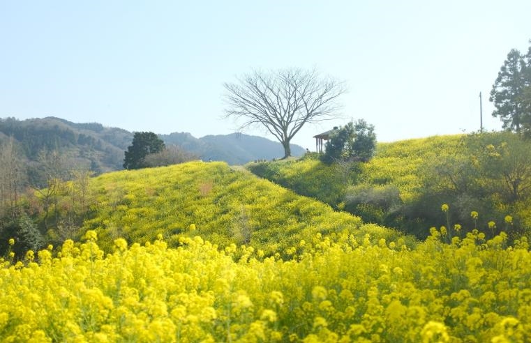 赤馬紅羊年人心浮動！法藏大和尚：共業難免　但善業可以選擇