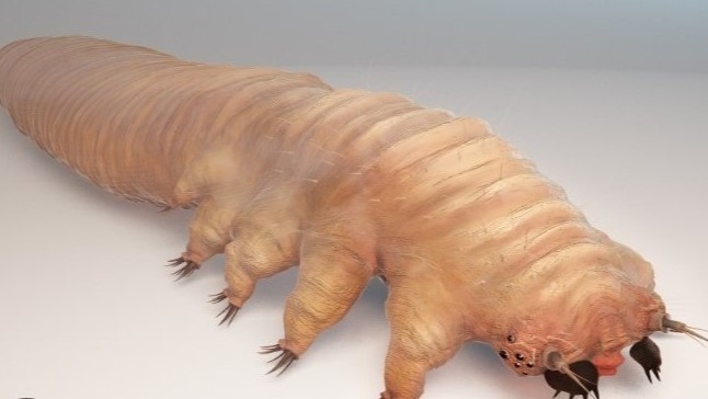 爛痘一年治不好！正妹臉上竟藏「百隻八腳蟲」狂繁殖...醫：妳餵飽牠們