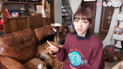家中養「不拆家」德牧網稱羨　她揭3點訓練原則