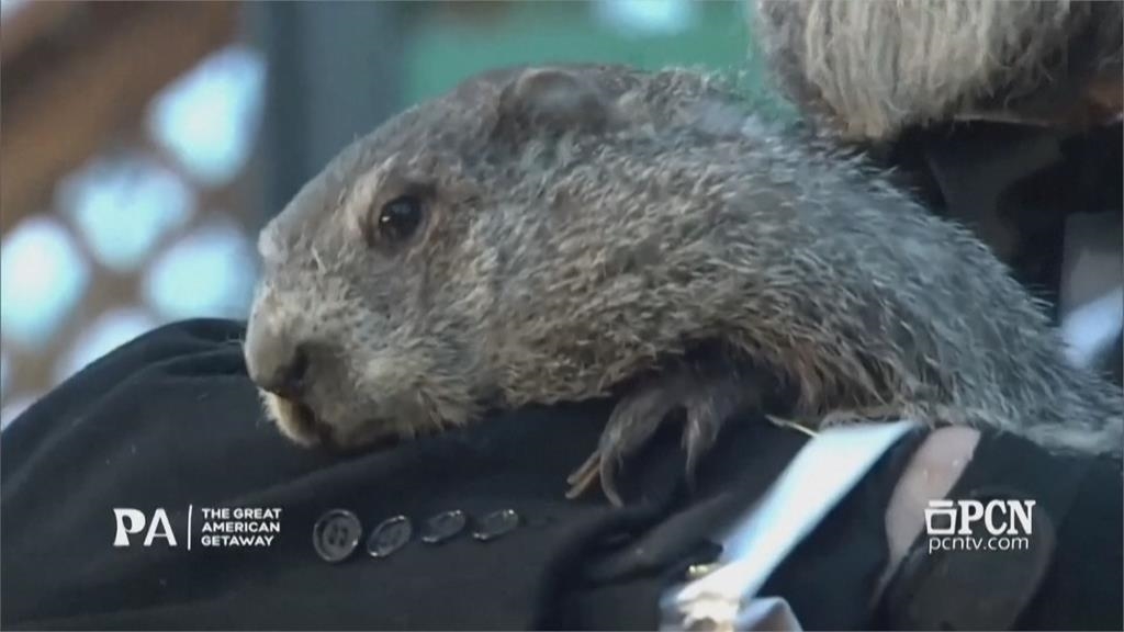 氣象神獸「土撥鼠菲爾」預言冬天延六週　美國民眾憂喜參半