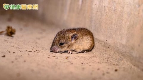 北市7旬男染漢他病毒不治 疾管署籲大掃除「防鼠三不」降罹病風險