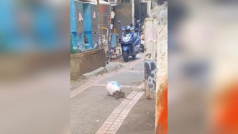 有老鼠！台北市大安區漢他病毒一死　民眾驚街頭肥鼠竄