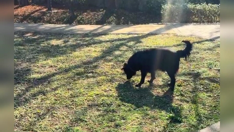 國道當停車場? 女駕駛"暫停內車道"下車抓狗