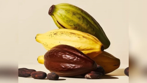 不靠農地也能生產可可？以色列Kokomodo用細胞農業找尋可可供應新模式