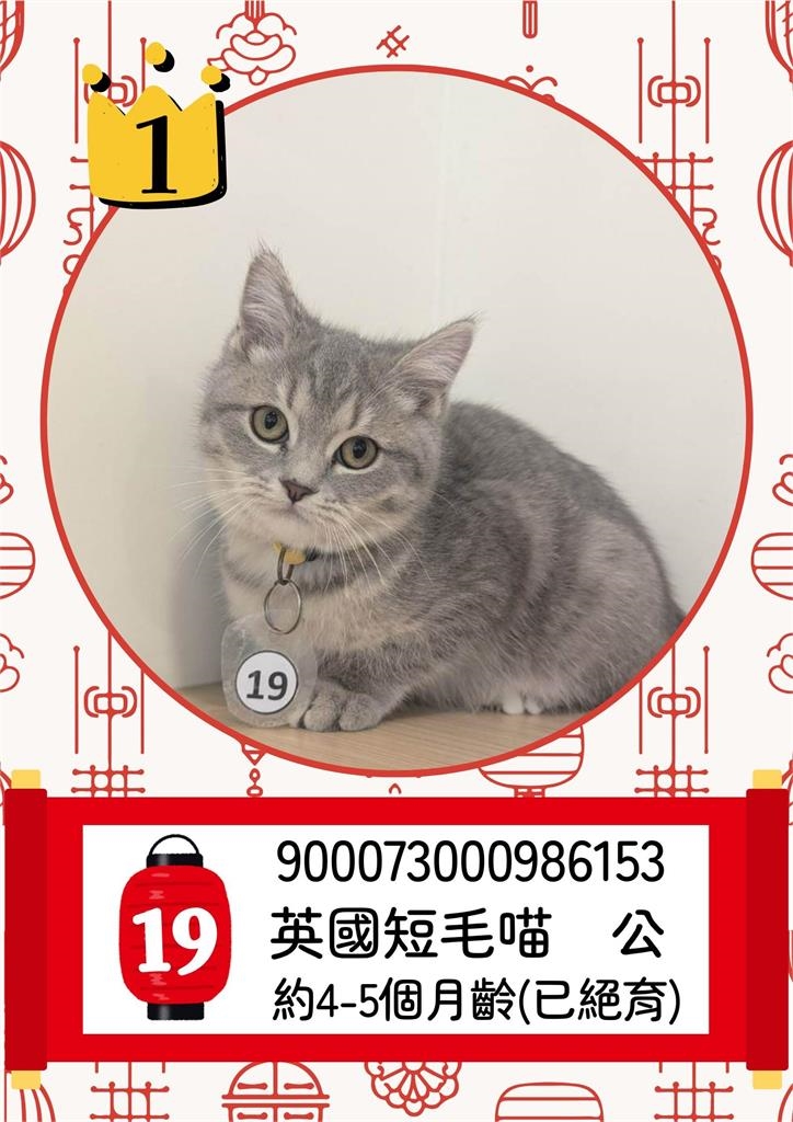 快新聞／太可愛！嘉縣「收容貓咪」開放抽籤認養　中獎率不到1%