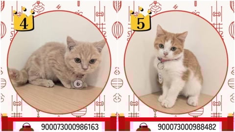 太可愛！嘉縣「收容貓咪」開放抽籤認養　中獎率不到1%