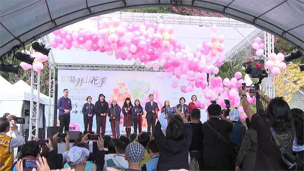 陽明山花季開跑櫻花開約五成　市府祭交通管制因應賞花人潮