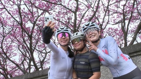 陽明山花季開跑櫻花開約五成　市府祭交通管制因應賞花人潮