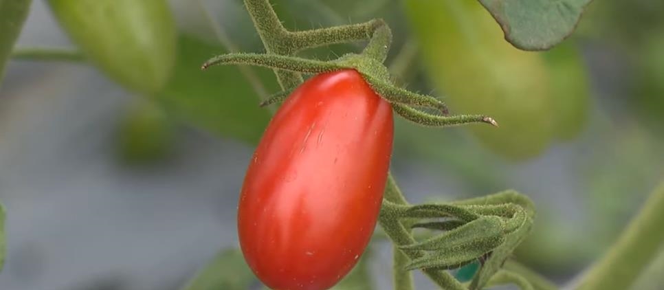 番茄防癌「關鍵2步」沒做營養恐流失！醫授「3道家常菜」讓你吃進完整茄紅素