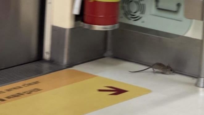 快新聞／北市爆漢他死亡疫情！北捷列車也見「米奇亂竄」　今晚車廂全面清消