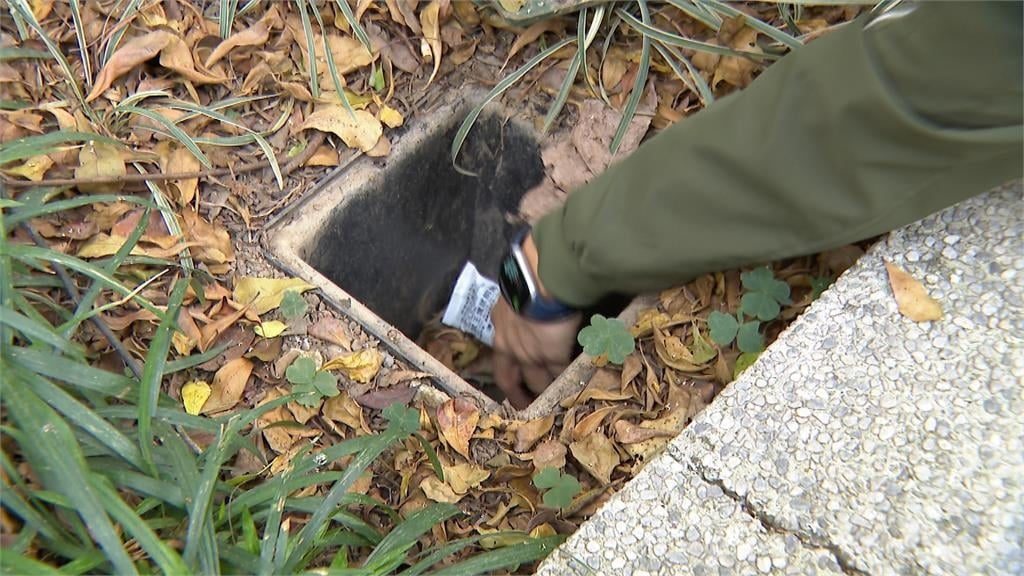 大安里長轟鼠患清消.投藥"無SOP" 蔣萬安:持續宣導