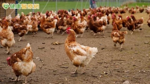 冬春留意禽流感！H5N1今年已7案　疾管署籲「5要6不」防範