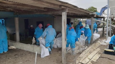 雲林口湖死鵝丟魚塭確診禽流感　　鵝農惡意棄置不通報　雲縣府：重罰