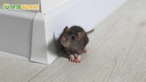 漢他病毒可存活2至7天！漂白水清鼠屍糞　疾管署揭正確比例