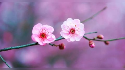 2026脫單不只靠月老！　居家擺設5招讓桃花運大升級