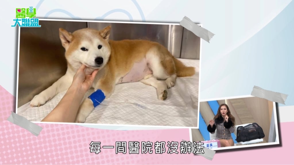 薔薔《醫學大聯盟》砸十萬救毛孩「免疫風暴」：搬家、打針時機竟是關鍵