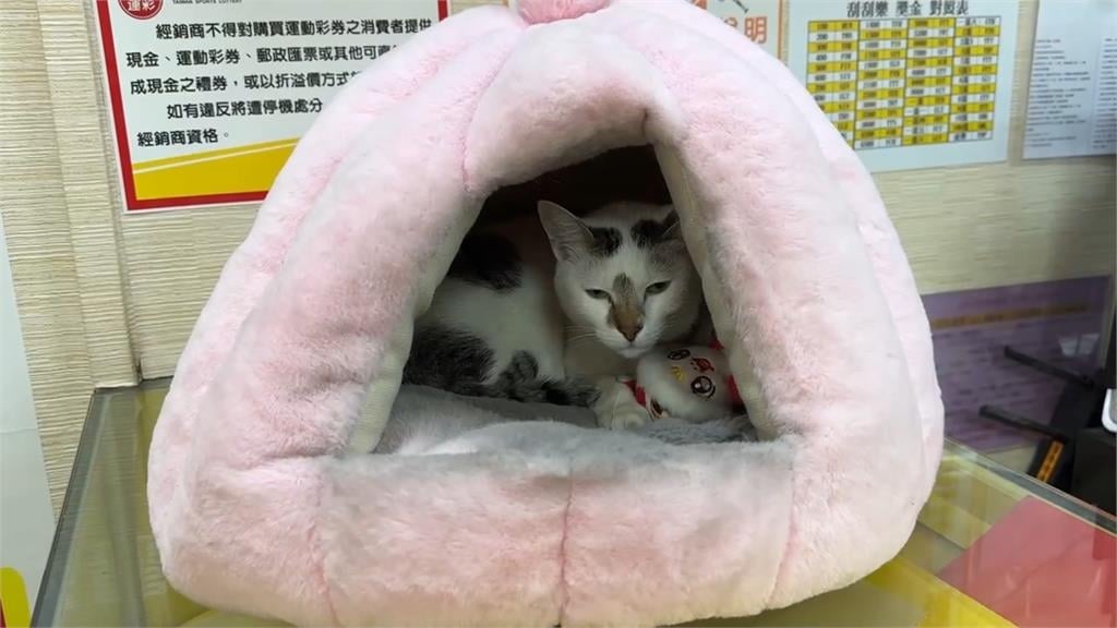 網拍「財神爺敲門」有趣景象　充氣玩偶被風狂吹