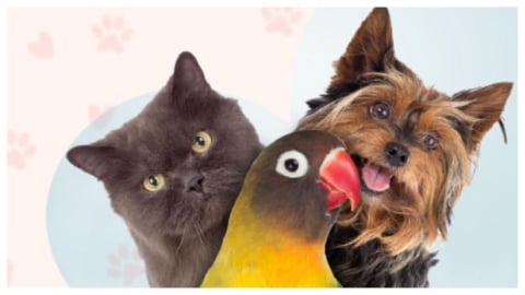 以動物陪伴詮釋「全心去愛」的真正意義 「情人節寵物特輯」
