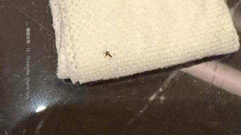 晶華鐵板燒慶生驚見「蟑螂竄餐盤」　　業者竟回：昨天才消毒難免遇到