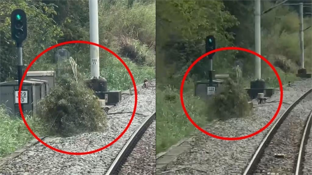 影／火車鐵軌旁有埋伏？司機驚見「移動草叢」急減速...警查出原因要罰了