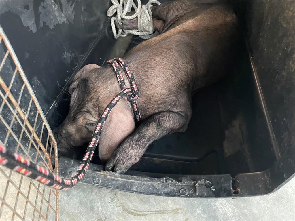 快新聞／「豬」事不順？新北觀音山隧道「三隻小豬跳車」　飼主慘吞9千元罰單