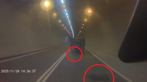 「豬」事不順?新北觀音山隧道「三隻小豬跳車」 飼主慘吞9千元罰單