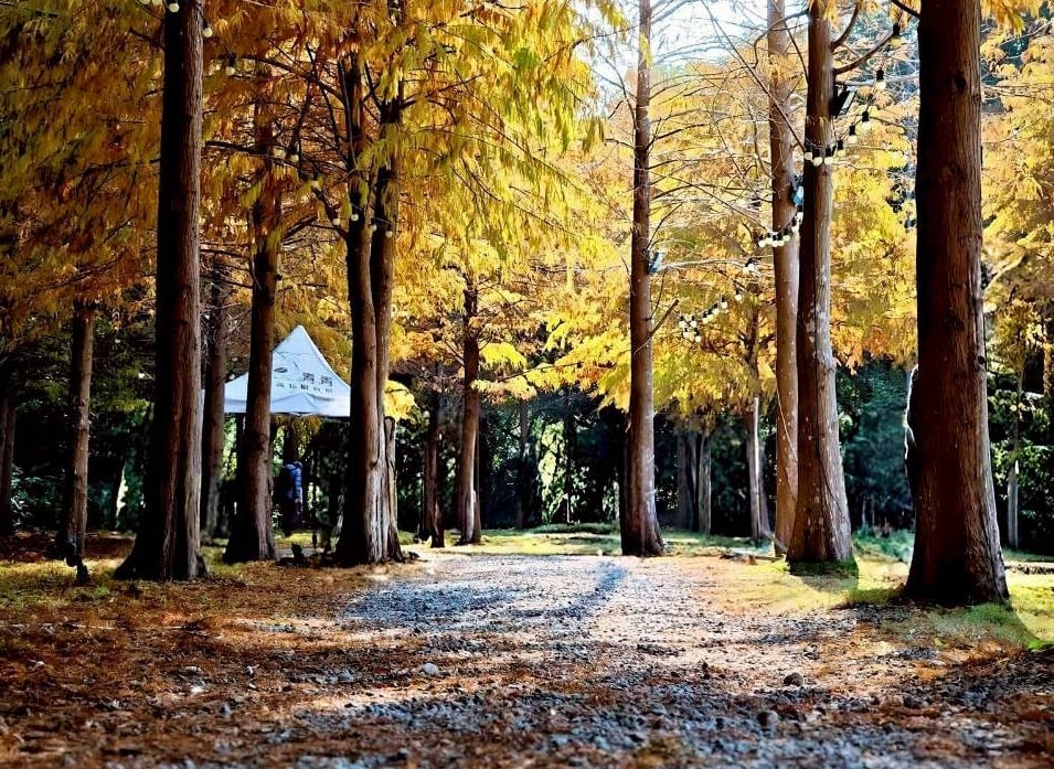 春節遊故宮看花海！青青食尚花園宴享美味與折扣優惠！